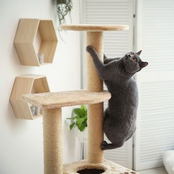 Ilustrasi kucing memanjat di rumah.