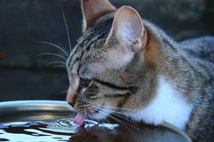 Ilustrasi kucing minum air. 