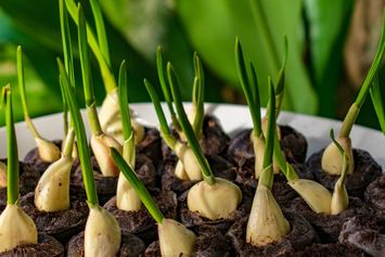 Jangan Anggap Sampah, 5 Sisa Sayur Bisa Ditanam Ulang di Air