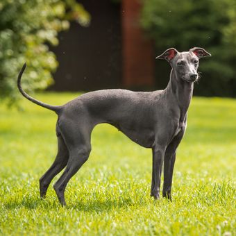 Ilustrasi anjing Italian Greyhound. 