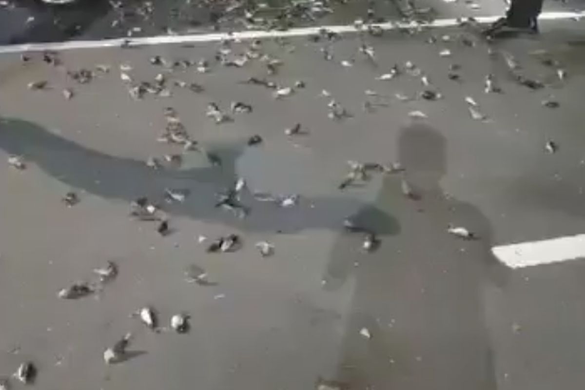 Kawanan burung pipit mati di area Bandara I Gusti Ngurah Rai, Jumat (22/11/2024)