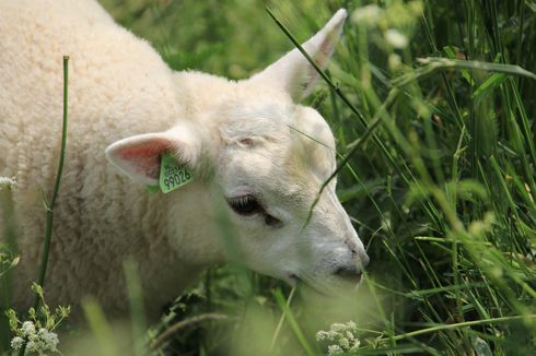 Kisah Fiona, Terdampar di Tebing Selama Dua Tahun hingga Dijuluki Domba Paling Kesepian di Inggris Raya