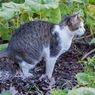 Cara Mengusir Kucing agar Tidak Berak di Tempat yang Sama