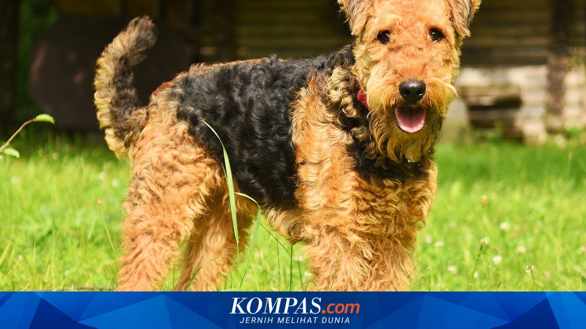 8 Ras Anjing Besar Ini Bulunya Tidak Mudah Rontok, Apa Saja?