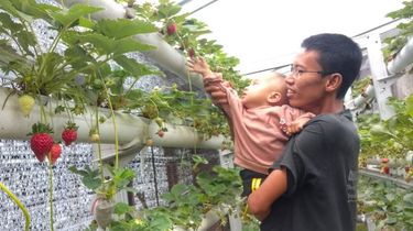 Kisah Nasrudin Pelopor Stroberi Hidroponik di Bener Meriah, dari Cuan hingga Bangkit Diterpa Bencana