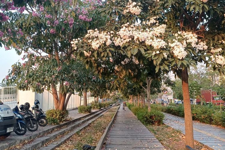 5 Fakta Unik Bunga Tabebuya yang Mekar di Jakarta Utara
