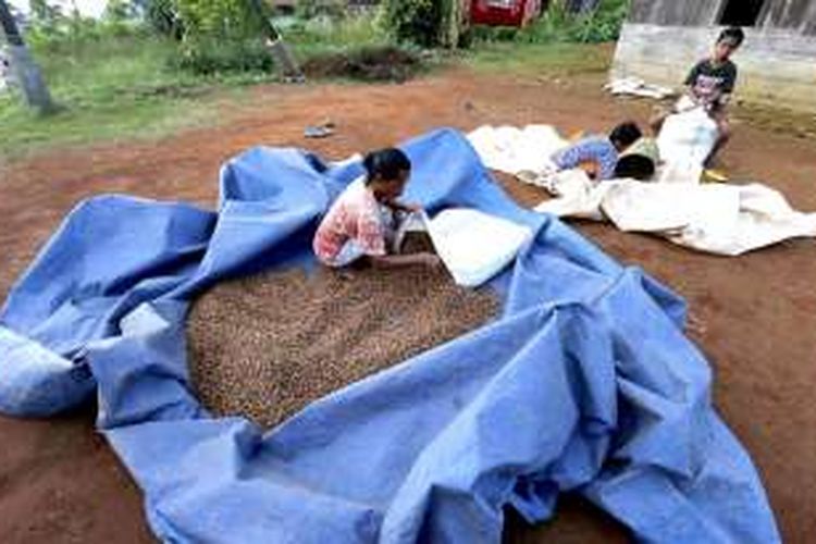 Adel memasukkan kopi robusta yang telah kering dijemur di halaman rumahnya di Desa Urang, Kecamatan Lelak, Manggarai, Nusa Tenggara Timur, Sabtu (13/8/2016). Kopi yang dihargai pengepul Rp 25.000 per kilogram tersebut kemudian dikirim ke Ruteng untuk kemudian didistribusikan ke luar Pulau Flores.