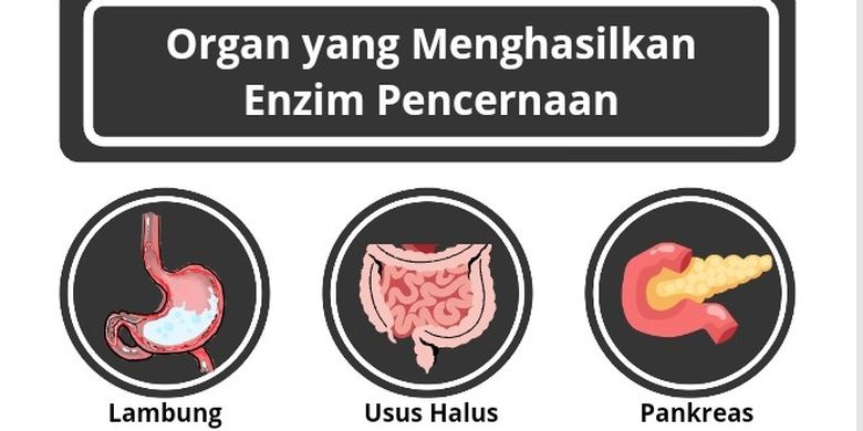 Organ Yang Menghasilkan Enzim Pencernaan