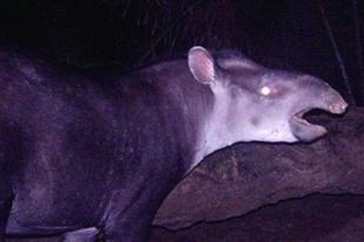 Tapirus kabomani