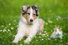 5 Cara Mencegah Anjing Kencing di Rumput 