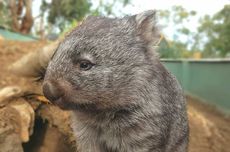 Ramai Dibahas Warganet, Ini Keunikan Wombat yang Jadikan Pantat Alat Pertahanan Diri