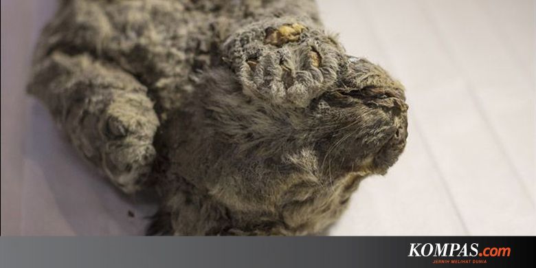 Singa Gua Dari Zaman Es Ditemukan Masih Sempurna Dan Bisa Dikloning Singa Gua Dari Zaman Es Ditemukan Masih Sempurna Dan Bisa Dikloning