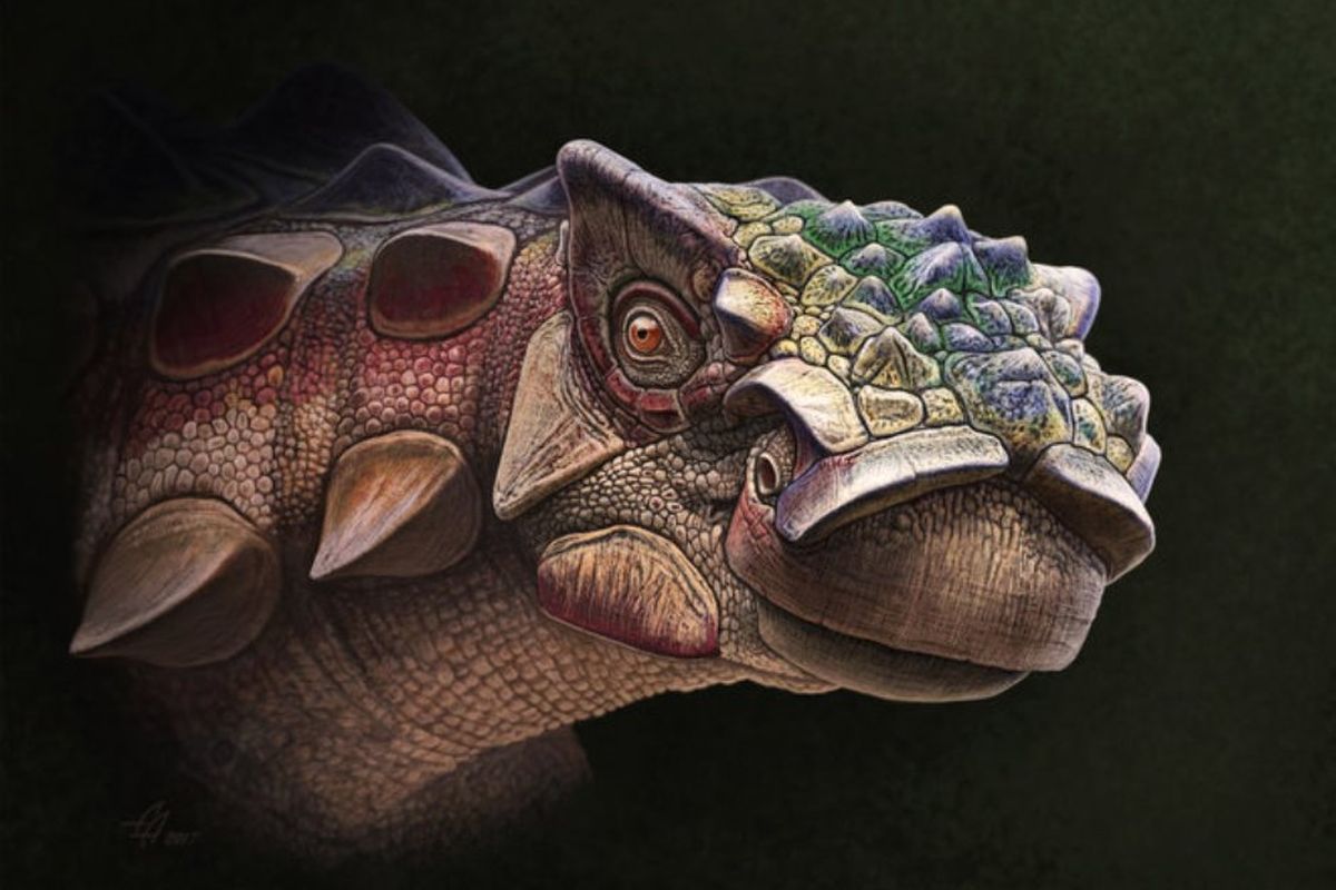 Inilah dinosaurus kepala berduri Akainacephalus johnsoni. Nama genusnya terinspirasi oleh kata Yunani akaina, yang berarti duri, dan cephalus yang berarti kepala. Jika digabungkan artinya kepala berduri.