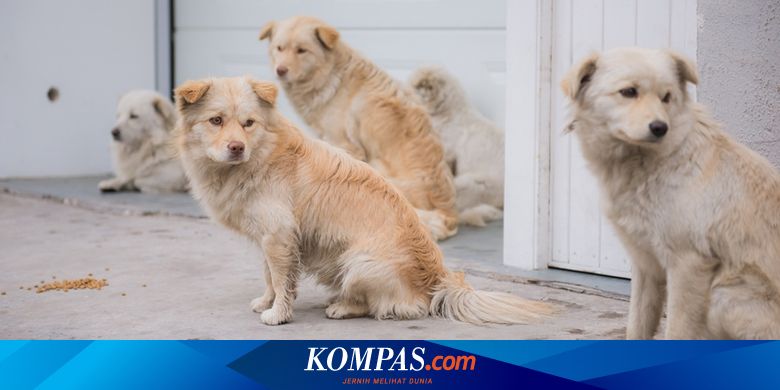 13 700 Anjing Dibunuh Untuk Dikonsumsi Pemkot Solo Akan Kumpulkan Seluruh Penjual Halaman All Kompas Com