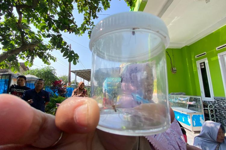 Dinas Kesehatan mengambil sampel nyamuk yang serang ratusan warga di dua desa di Kecamatan Cihampelas, Kabupaten Bandung Barat (KBB), Jawa Barat.
