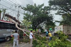 Hujan Deras dan Angin Kencang di Situbondo Rusak 16 Rumah, 1 Bus Tertimpa Pohon Tumbang