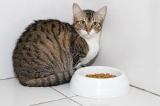 Simak, 8 Alasan Kucing Tidak Mau Makan dan Cara Mengatasinya