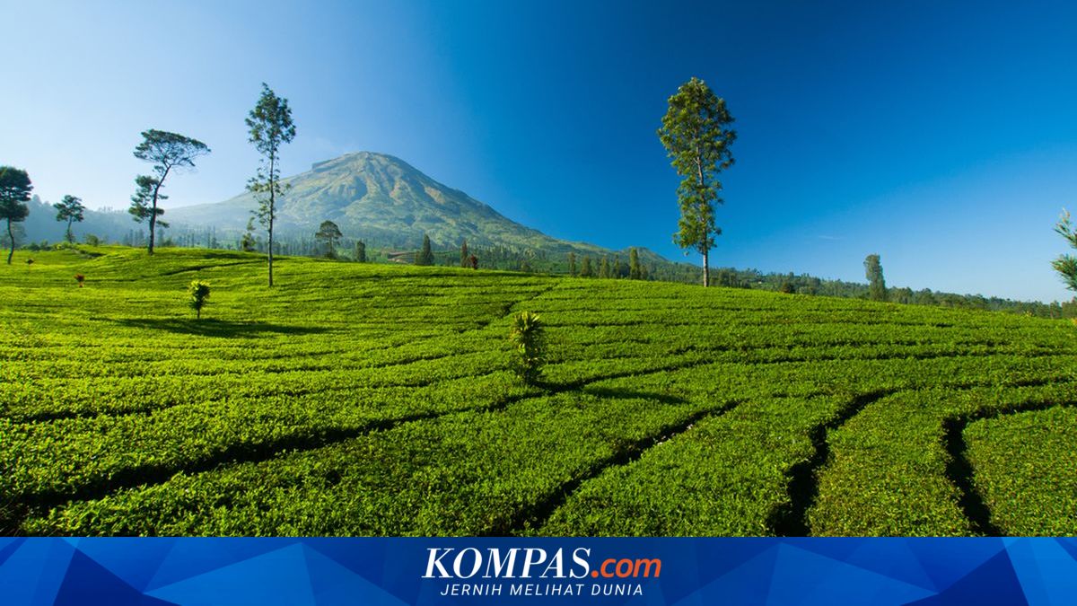 Gunung Lawang Wonosobo Usung Konsep Ekowisata, Pendaki Diajak Jaga Kelestarian Hutan