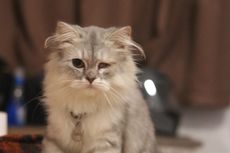 Ramai soal Kucing Bernama Loki Mati akibat FIP Kering, Penyakit Apa Itu?