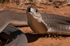 Apa Perbedaan Ular King Cobra dan Black Mamba?