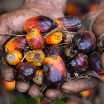 Seorang pekerja perkebunan kelapa sawit menunjukkan buah kelapa sawit di Meulaboh, Aceh, 28 Maret 2019. Indonesia adalah produsen utama minyak sawit, bahan baku berbagai produk, mulai dari minyak goreng, kosmetik, hingga biodiesel. 