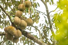 4 Cara Mempercepat Pertumbuhan Durian