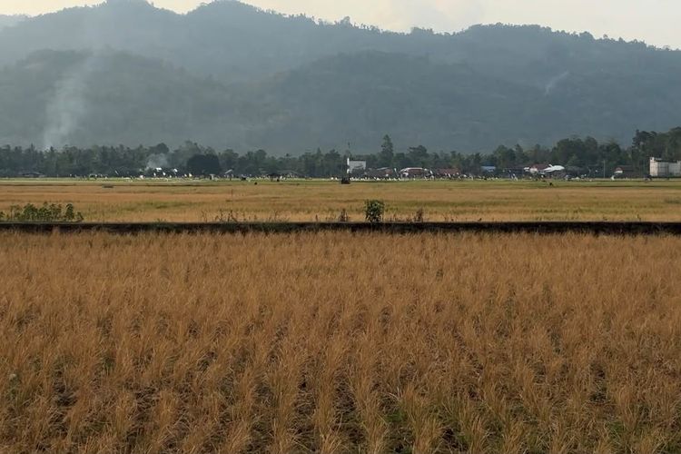 Panen Anjlok Imbas Kekeringan, Petani di Mamuju Bersyukur Meski Hanya Dapat Sekarung Gabah