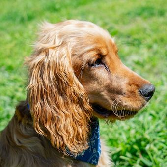 American Cocker Spaniel