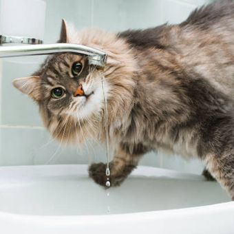 Alasan kucing peliharaan suka minum dari air keran.