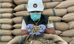 Tak Hanya Biji Kopi, UMKM Lampung Kini Ekspor Kopi Sangrai