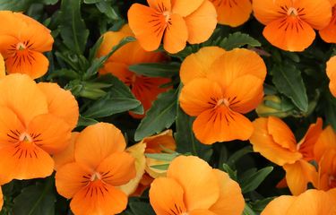 Ilustrasi bunga nasturtium.