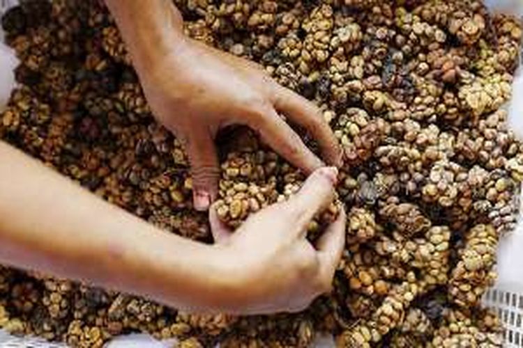 Nur Ahmad menimbang biji kopi robusta luwak di Temenggungan, Banyuwangi, Jawa Timur, Rabu (22/6/2016). Biji kopi robusta luwak dari kaki Gunung Ijen tersebut dijual Rp 200.000 per kilogramnya.