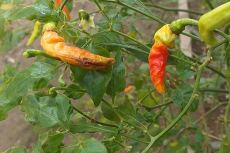 Ilustrasi cabai yang terserang lalat buah