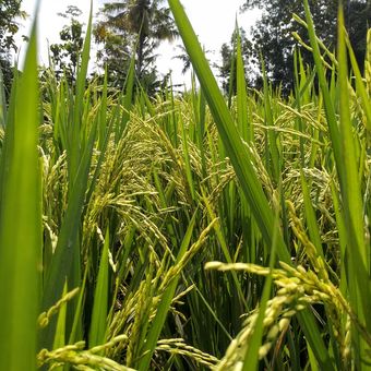 Ilustrasi tanaman padi.