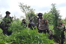 Sisir Ladang Ganja di Lereng Semeru, Polisi Tangkap 2 Orang Lagi