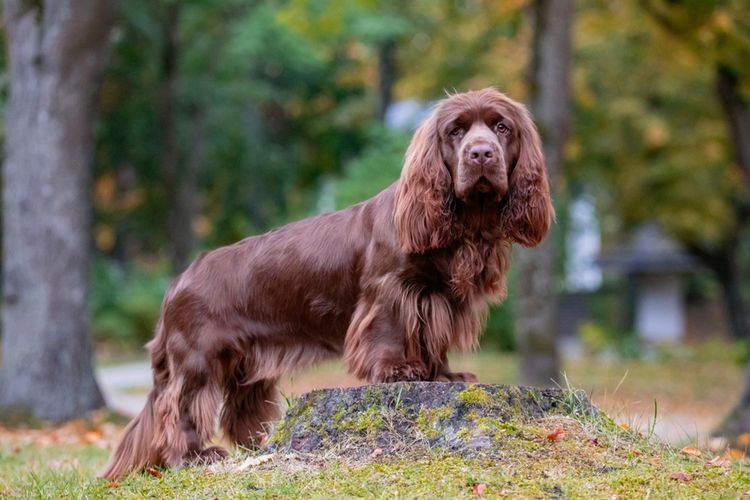 Ilustrasi anjing Sussex spaniel.