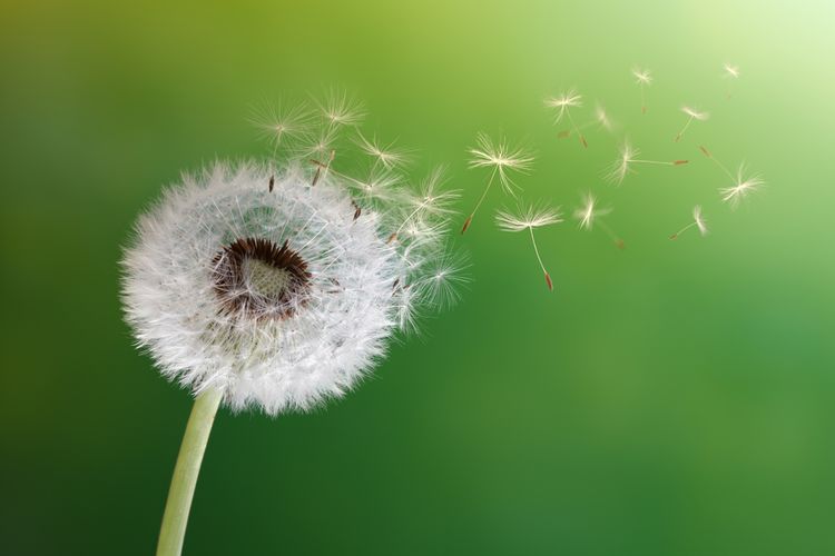 Ilustrasi dandelion