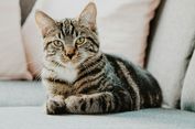 KucingMu Resmi Diluncurkan, Cat Lovers Muhammadiyah Kini Bisa Punya KTAM Khusus Kucing
