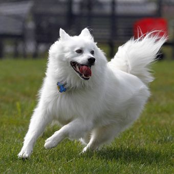 Ilustrasi ras anjing American Eskimo Dog. 
