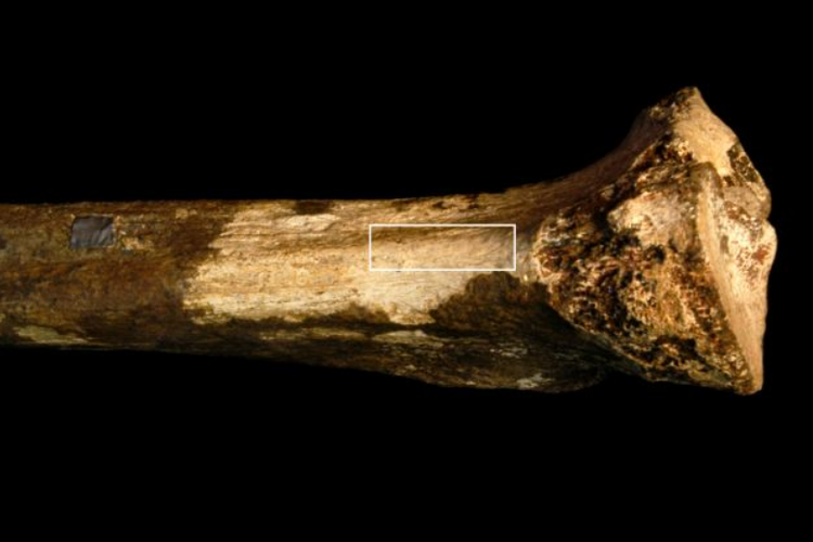 Tulang dengan bekas luka berasal dari 1,45 juta tahun yang lalu . Tulang ini adalah bukti praktik kanibalisme tertua pada manusia di zaman purba.