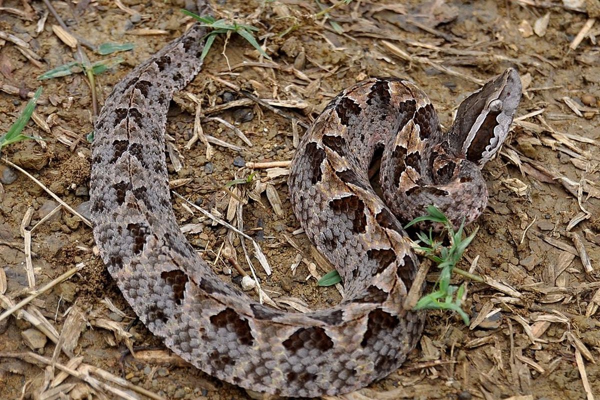 Ular Viper Tanah