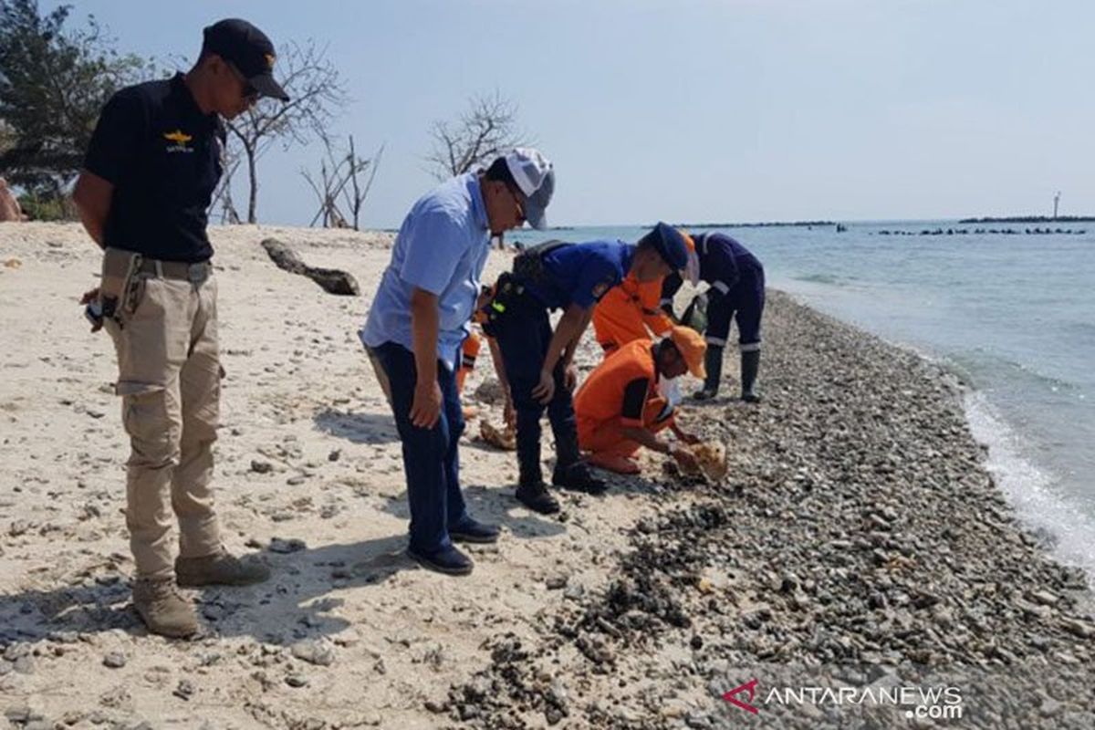 Bupati Kepulauan Seribu, Jakarta, Husein Murad meninjau pulau yang terkena tumpahan minyak mentah Pertamina. 