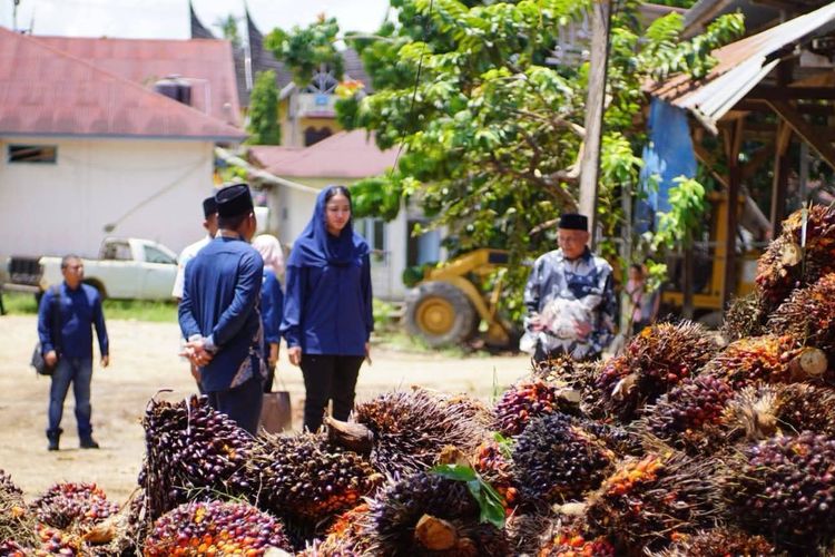 Petani Dirugikan, Pemkab Dharmasraya Keluarkan Instruksi Larang Pabrik Sawit Turunkan Harga Sepihak 