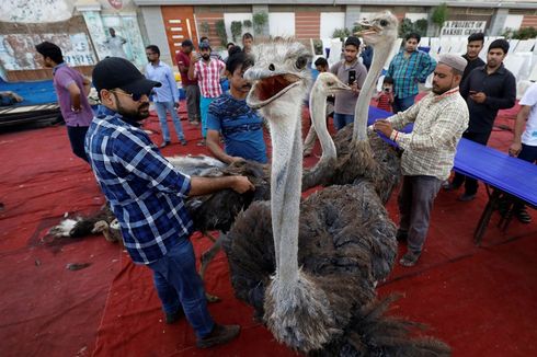 Daging Burung Unta dan Rusa Disajikan untuk Sahur di Pakistan