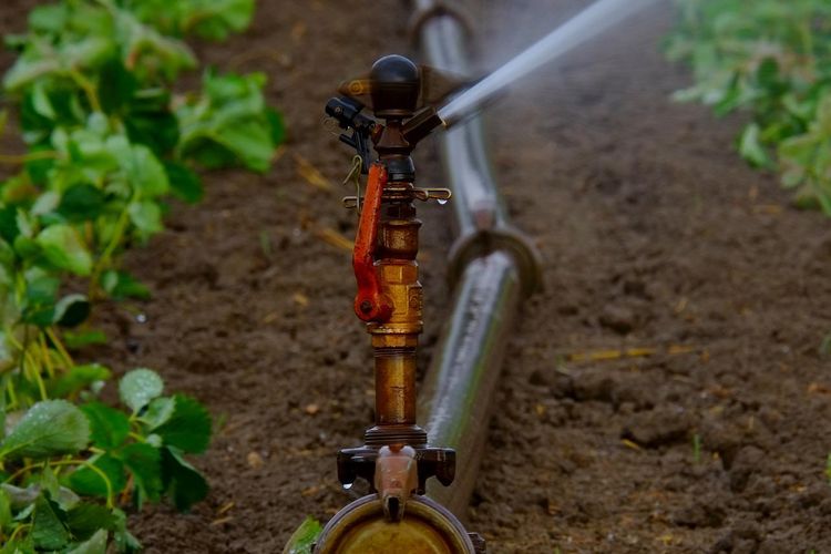 Irigasi lahan pertanian yang menggunakan pipa dan pancuran untuk menyiram tanaman. 