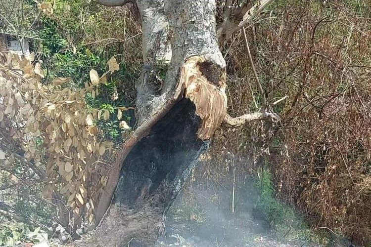 Sebuah pohon loa yang berada di pinggir jalan raya Pasuruan-Purwosari Jawa Timur tiba-tiba roboh dan menimpa tiga pengendara motor dan sebuah mobil, Kamis (28/11/2024)