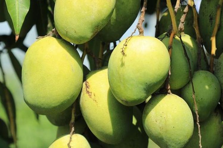 Ilustrasi tanaman mangga, tanaman buah mangga. 