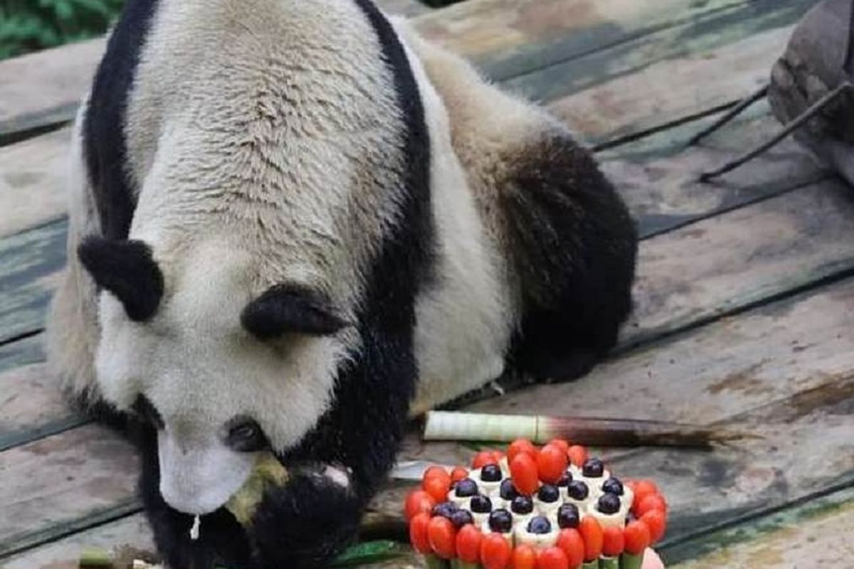Xin Xing mendapatkan kue yang terbuat dari bambu dan buah-buahan untuk merayakan ulang tahunnya yang ke-36.