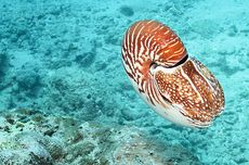 Nautilus: Hewan Cephalopoda Bercangkang