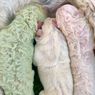Pistachio, Anjing Berbulu Hijau yang Langka Lahir di Italia